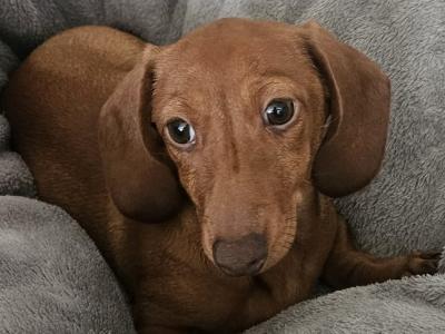 Miniature male Dachshund puppy in Carlow