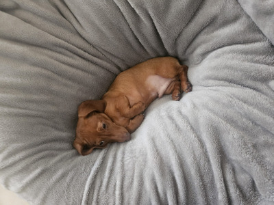 Miniature male Dachshund puppy in Carlow