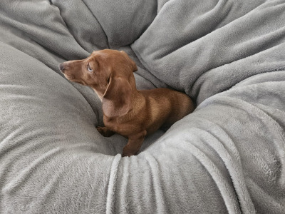 Miniature male Dachshund puppy in Carlow