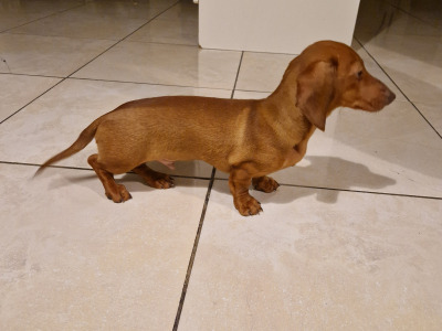 Miniature male Dachshund puppy in Carlow