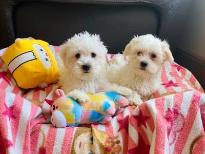 Maltichon (Maltese/Bichon) puppies 🩷 💙in Meath