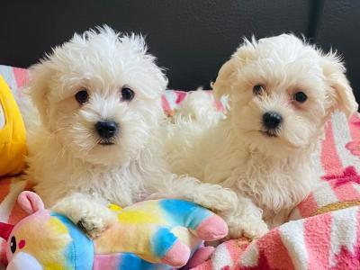 Maltichon puppies (Maltese x Bichon Frise) 🩷 💙in Meath