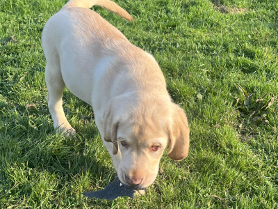 Gorgeous purebred Golden Labrador puppy (male) for sale in Dublin
