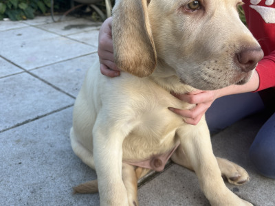 Gorgeous purebred Golden Labrador puppy (male) for sale in Dublin
