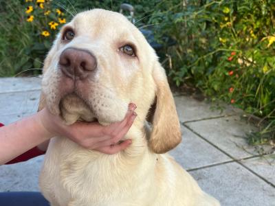 Gorgeous purebred Golden Labrador puppy (male) for sale in Dublin