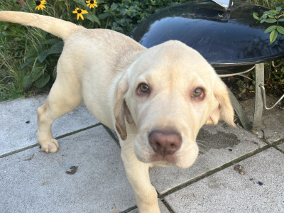 Gorgeous purebred Golden Labrador puppy (male) for sale in Dublin