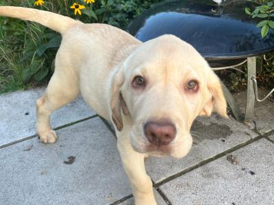 Gorgeous purebred male Golden Labrador puppy for sale in Dublin