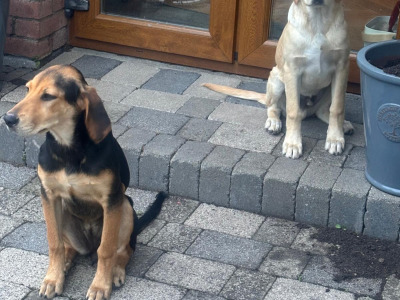 Labrador x Red Setter x Springer Spaniel pups for sale in Cavan