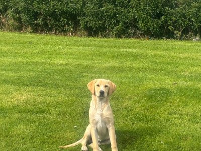 Labrador x Red Setter x Springer Spaniel pups for sale in Cavan