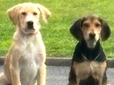 Labrador x Red Setter x Springer Spaniel pups for sale in Cavan