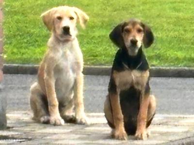 Labrador x Red Setter x Springer Spaniel puppies for sale in Cavan