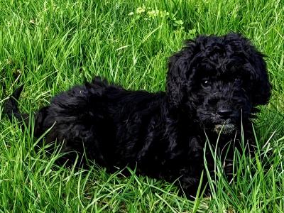 3 Beautiful Poodle puppies left in Wexford