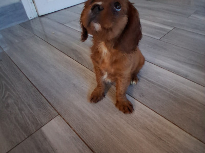 Lovely purebred Cavalier King Charles puppies for sale in Limerick
