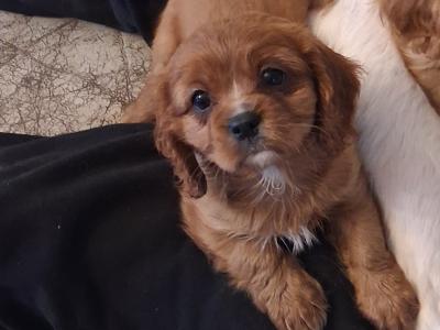 Lovely purebred Cavalier King Charles puppies for sale in Limerick