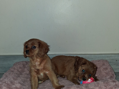 Lovely purebred Cavalier King Charles puppies for sale in Limerick