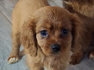 Lovely purebred Cavalier King Charles puppies for sale in Limerick