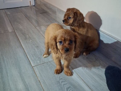Lovely purebred Cavalier King Charles puppies for sale in Limerick
