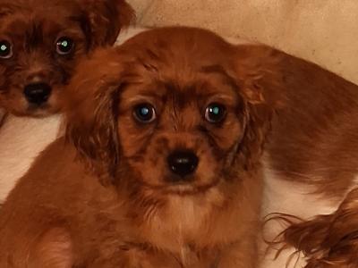 Lovely purebred Cavalier King Charles puppies for sale in Limerick