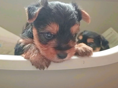 Adorable purebred Yorkshire Terrier puppies available 🩷 🐾💙 in Dublin