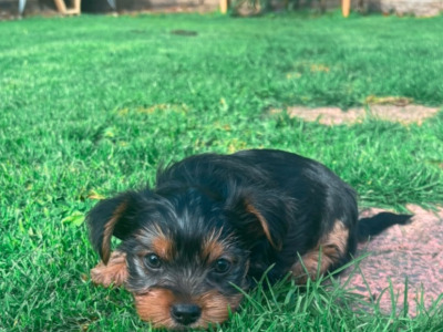 Adorable purebred Yorkshire Terrier puppies available 🩷 🐾💙 in Dublin