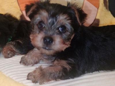 Adorable purebred Yorkshire Terrier puppies available 🩷 🐾💙 in Dublin