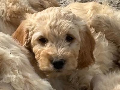 Goldendoodle puppies in Wexford