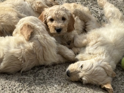 Goldendoodle puppies in Wexford