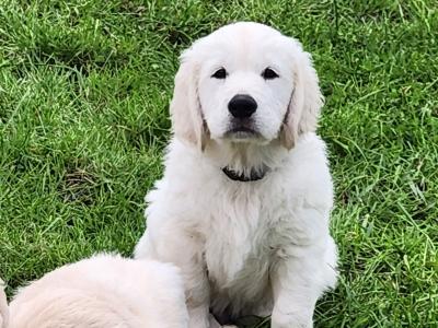 IKC Registered Golden Retriever puppies for sale in Louth