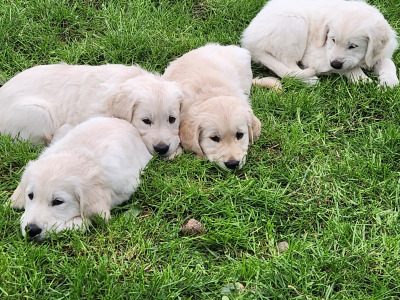 IKC Registered Golden Retriever puppies for sale in Louth