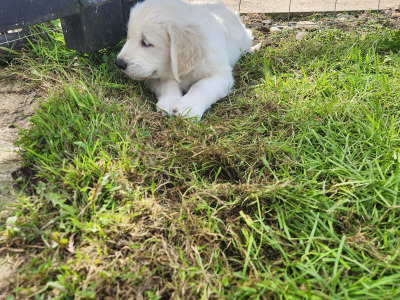 IKC Registered Golden Retriever puppies for sale in Louth