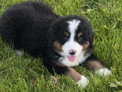 IKC Registered (pending) purebred Bernese Mountain Dog puppies in Tipperary