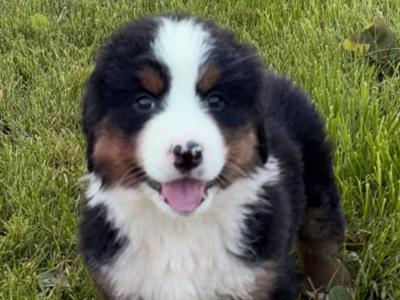 IKC Registered (pending) purebred Bernese Mountain Dog puppies in Tipperary