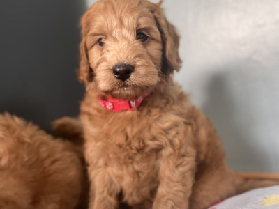 Beautiful F1b Cockapoo puppies
