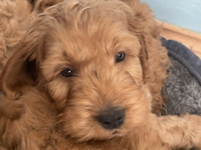 Beautiful F1b Cockapoo puppies