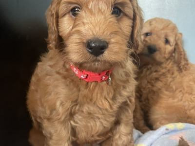 Beautiful F1b Cockapoo puppies