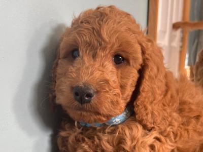 Beautiful F1b Cockapoo puppies