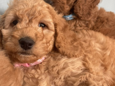 Beautiful F1b Cockapoo puppies
