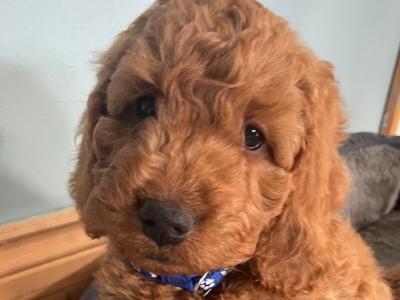Beautiful F1b Cockapoo puppies
