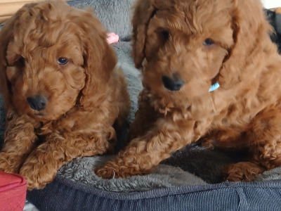 Beautiful F1b Cockapoo puppies