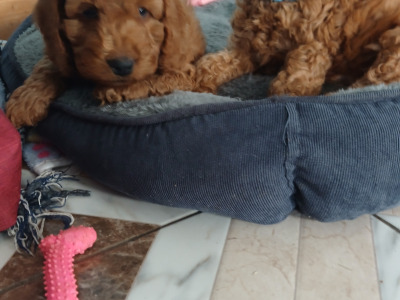 Beautiful F1b Cockapoo puppies
