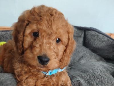 Beautiful F1b Cockapoo puppies
