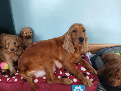 Beautiful F1b Cockapoo puppies