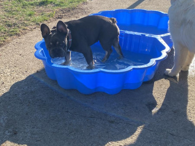 Female French Bulldog 2½ years old for sale in Tipperary
