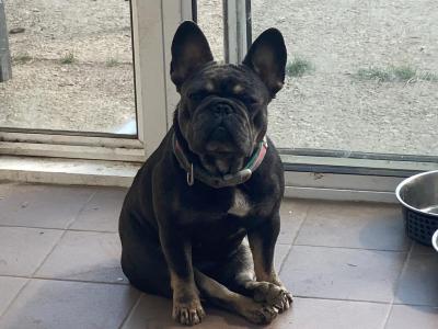 Female French Bulldog 2½ years old for sale in Tipperary