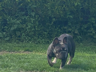 Female French Bulldog 2½ years old for sale in Tipperary