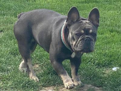 Female French Bulldog 2½ years old for sale in Tipperary
