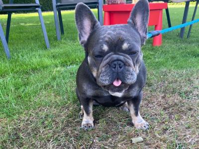 Female French Bulldog 2½ years old for sale in Tipperary