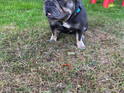 Female French Bulldog 2½ years old for sale in Tipperary