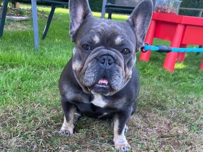 Female French Bulldog 2½ years old for sale in Tipperary