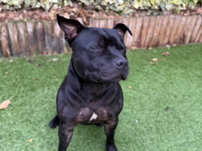 Loving, Loyal male Staffordshire Bull Terrier adult dog in Dublin